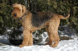Airedales