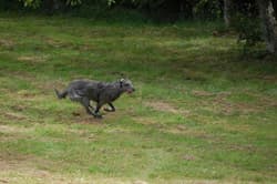 Deerhound Scottishes
